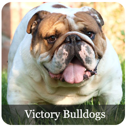 Victory Bulldogs