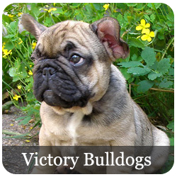 Victory Bulldogs