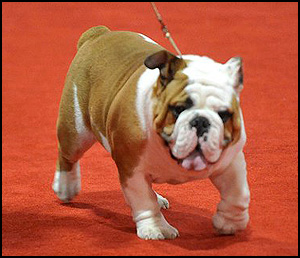 Wildbull Kennels