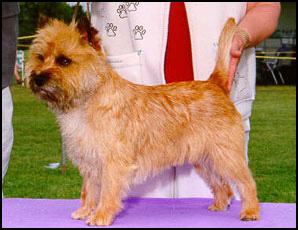 Cairn Terrier