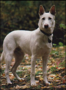 Canaan Dog