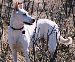 Canaan Dog