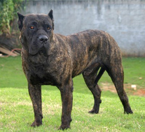 Presa Canario Puppy Weight Chart