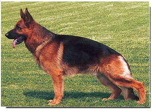 German Shepherd Dog