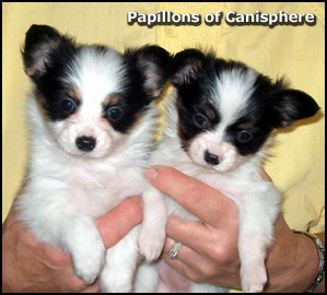 Papillons of Canisphere