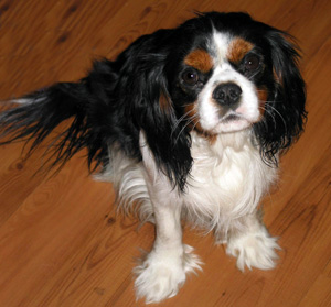 Cavalier King Charles Spaniel