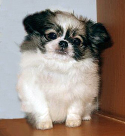 Long Coat Chihuahua Puppy