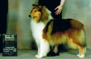 Cindeross Kennels