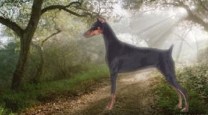Doberman Pinscher
