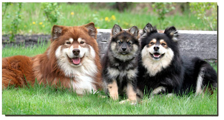 http://www.canadasguidetodogs.com/customergraphics/finnishlapphund_top.jpg