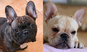 Bel Ami French Bulldogs