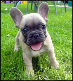 Juggernaut Regd French Bulldogs