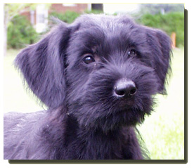 Giant Schnauzer Puppies on Giant Schnauzer   Canada S Guide To Dogs