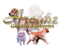 Arcane Golden Retrievers Perm. Reg'd