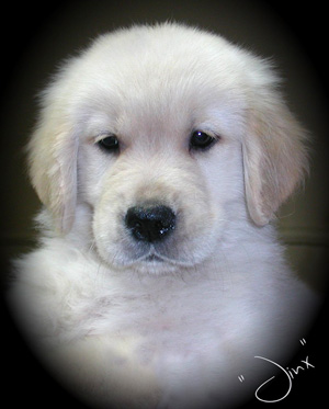 Baileymist Goldens, Reg.
