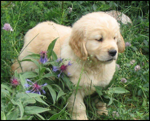 Fort Knox Golden Retrievers