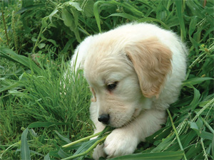 Goldnote Goldens