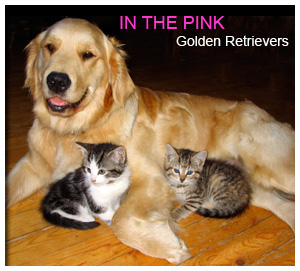 In The Pink Golden Retrievers
