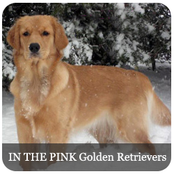 In The Pink Golden Retrievers