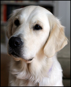 Mudlark Golden Retrievers
