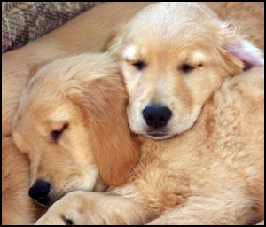 Muses Des Bois Reg'd Kennel