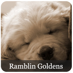 Ramblin Golden Retrievers