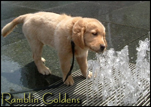 Ramblin Golden Retrievers
