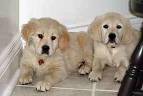 Winter Sky Goldens