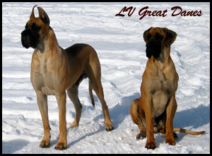 LV Great Danes