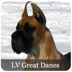 LV Great Danes