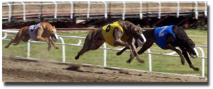 Racing Greyhounds - courtesy of www.followthathound.com