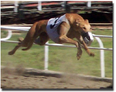 Racing Greyhounds - courtesy of www.followthathound.com