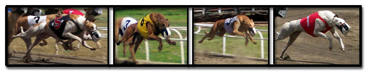 Racing Greyhounds - courtesy of www.followthathound.com