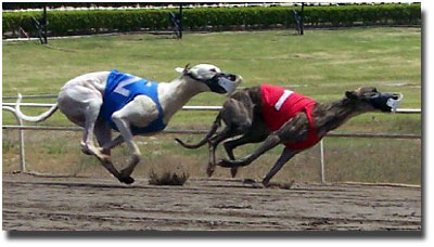 Racing Greyhounds - courtesy of www.followthathound.com