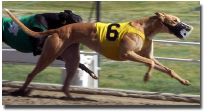 Racing Greyhounds - courtesy of www.followthathound.com