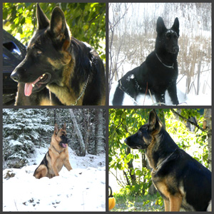 Boom Lake's German Shepherds