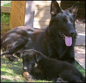Engeroff German Shepherds