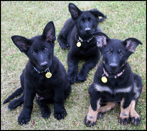 Engeroff German Shepherds