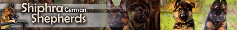 Shiphra German Shepherds