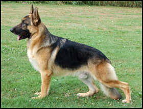 Prairielands Kennel