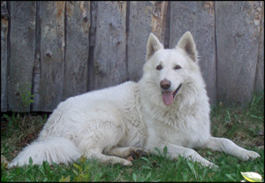 Seeku Shepherds