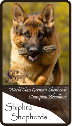 Shiphra German Shepherds