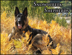Snowycreek Shepherds