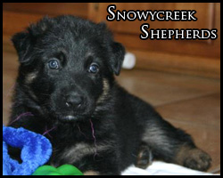Snowycreek Shepherds