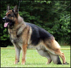 Troyan Schloss German Shepherds