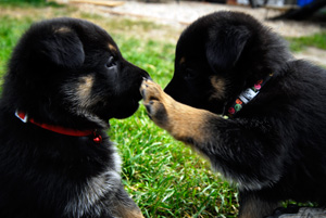 Ulvilden German Shepherds