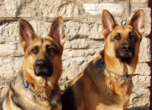 Divon Kennels