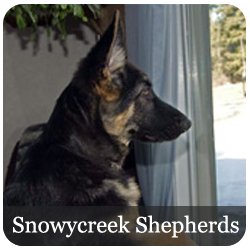 Snowycreek Shepherds