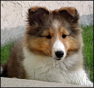 Amberlyn Shelties Perm. Reg'd.
