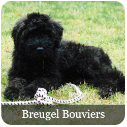 Breugel Bouviers